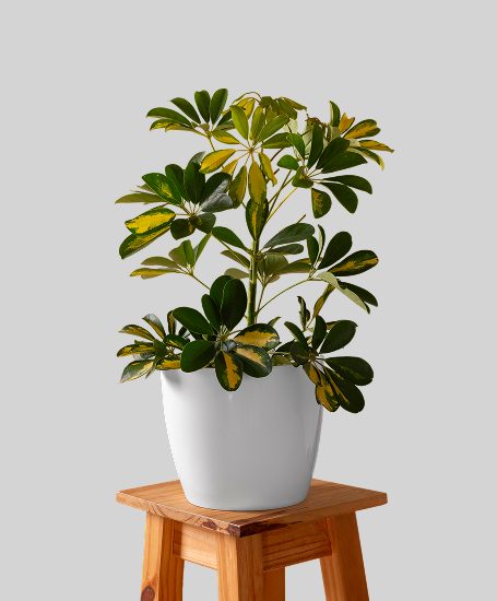 PALÁN PALÁN VIVERO DE CERCANÍA Plantas exterior