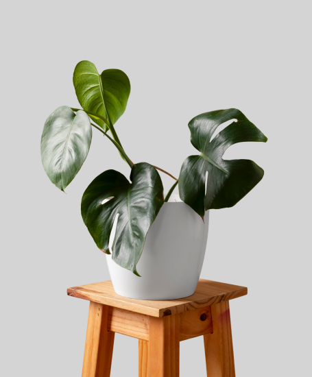 PALÁN PALÁN VIVERO DE CERCANÍA Plantas interior